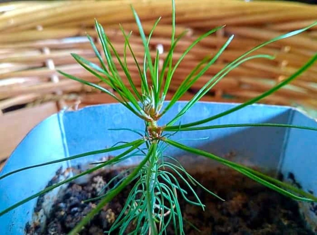 Цветок растет в горшке