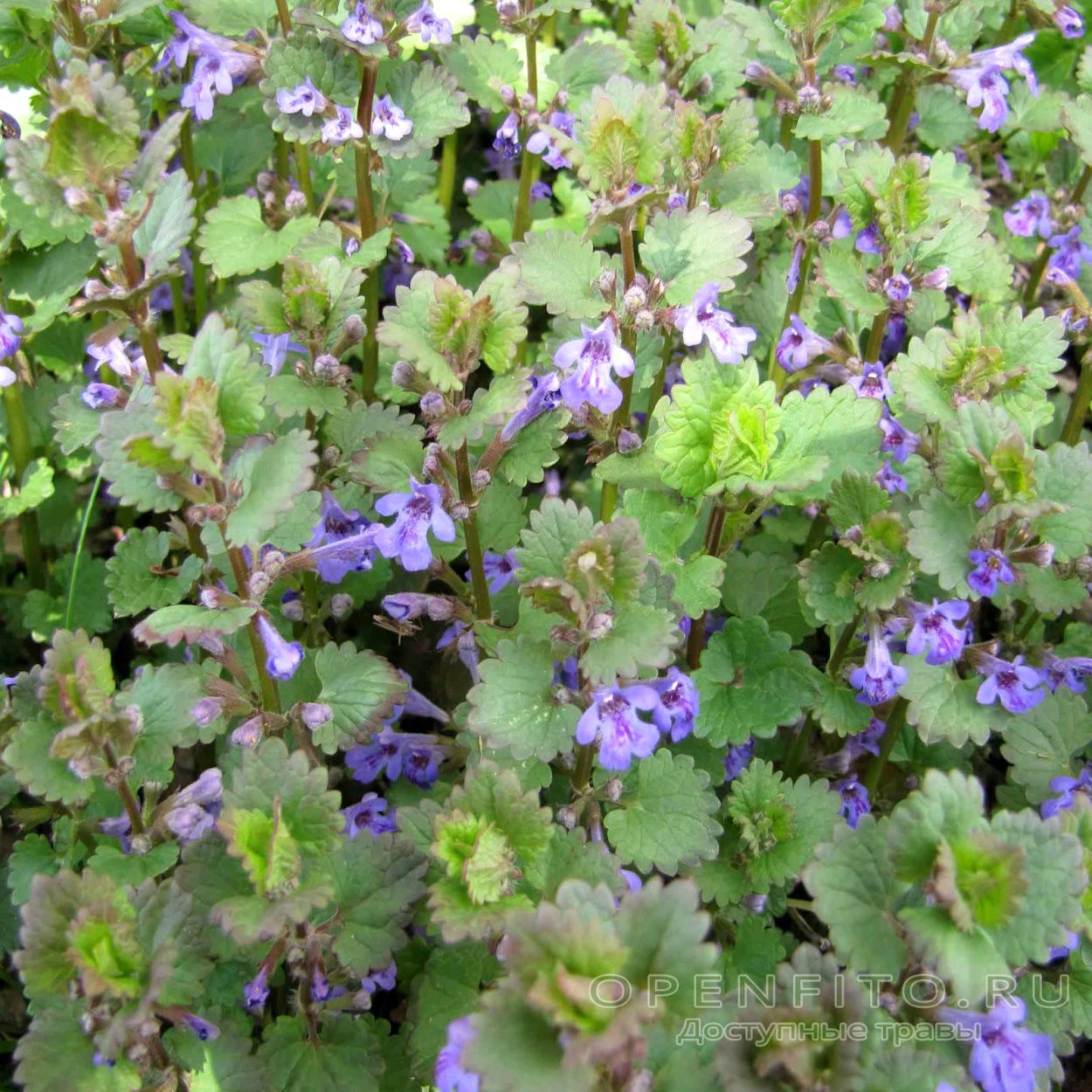 Будра собачья мята