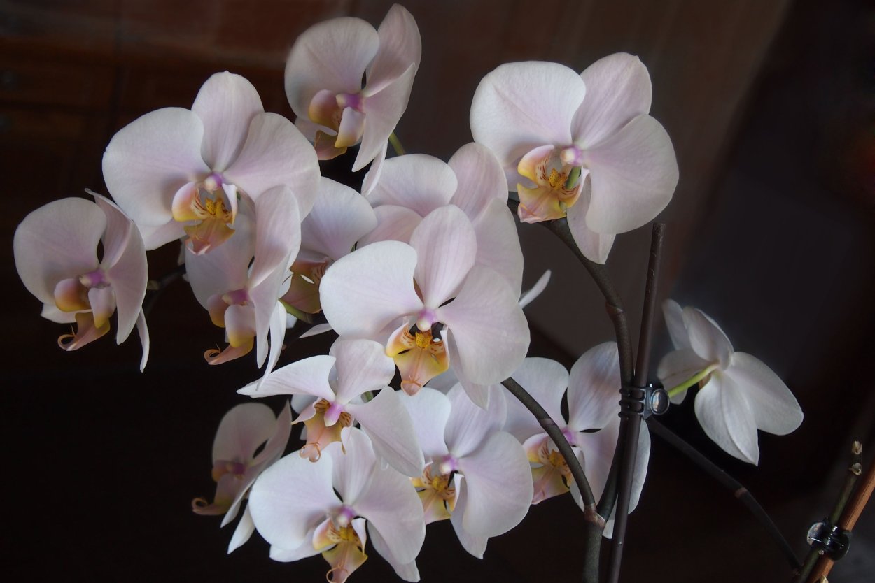 Фаленопсис Сандера Phalaenopsis sanderiana