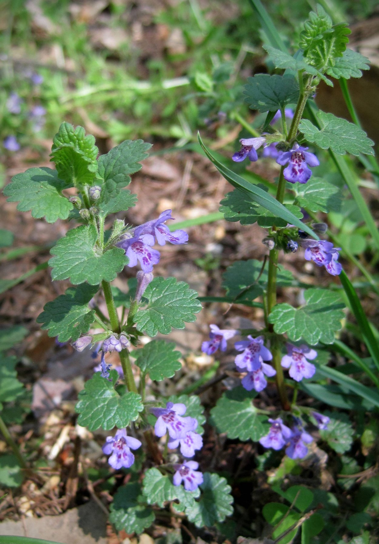 Будра плющевидная (Glechóma hederácea &#96;variegata&#96;)