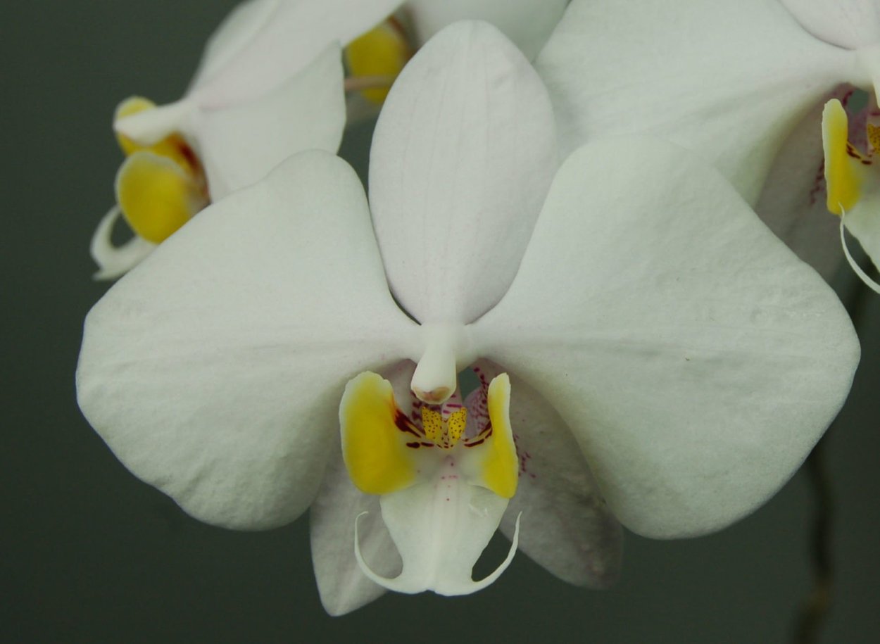 Орхидея фаленопсис маджик