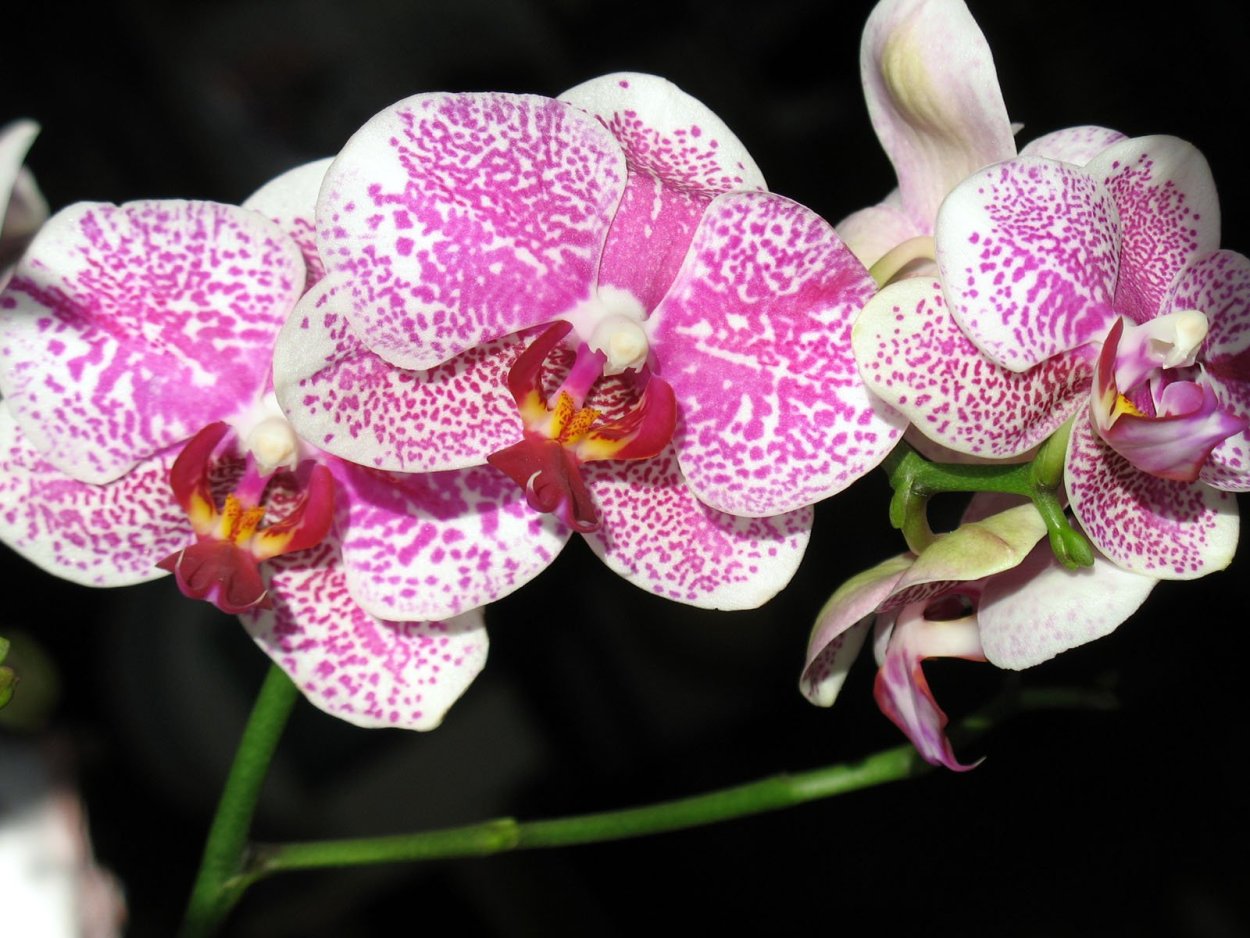 Фаленопсис stuartiana