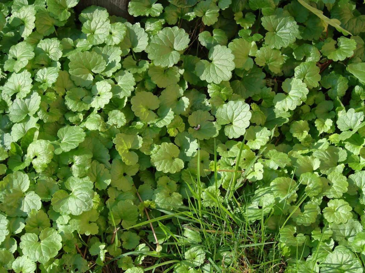 Будра волокнистая