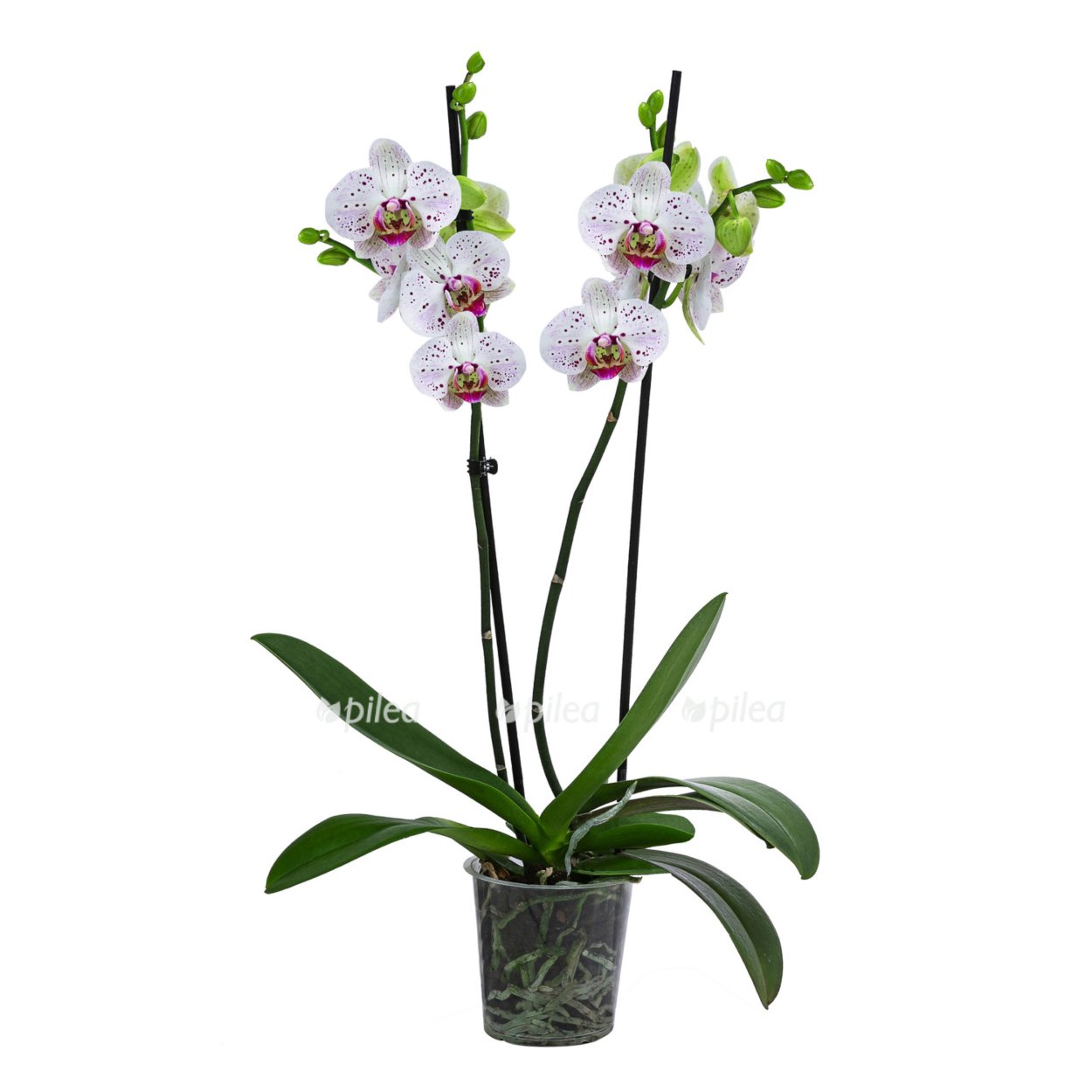 Фаленопсис Магдалена