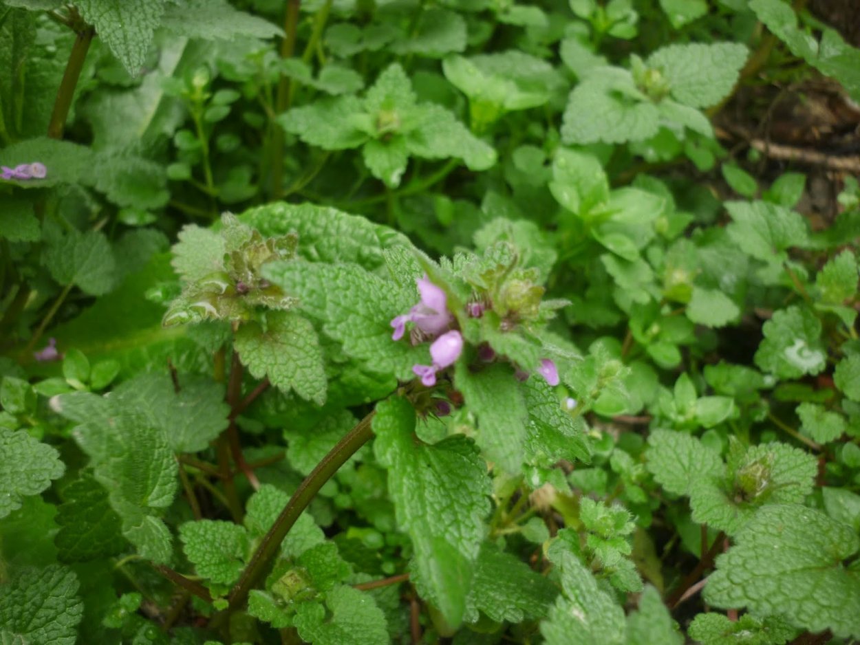 Будра глехома