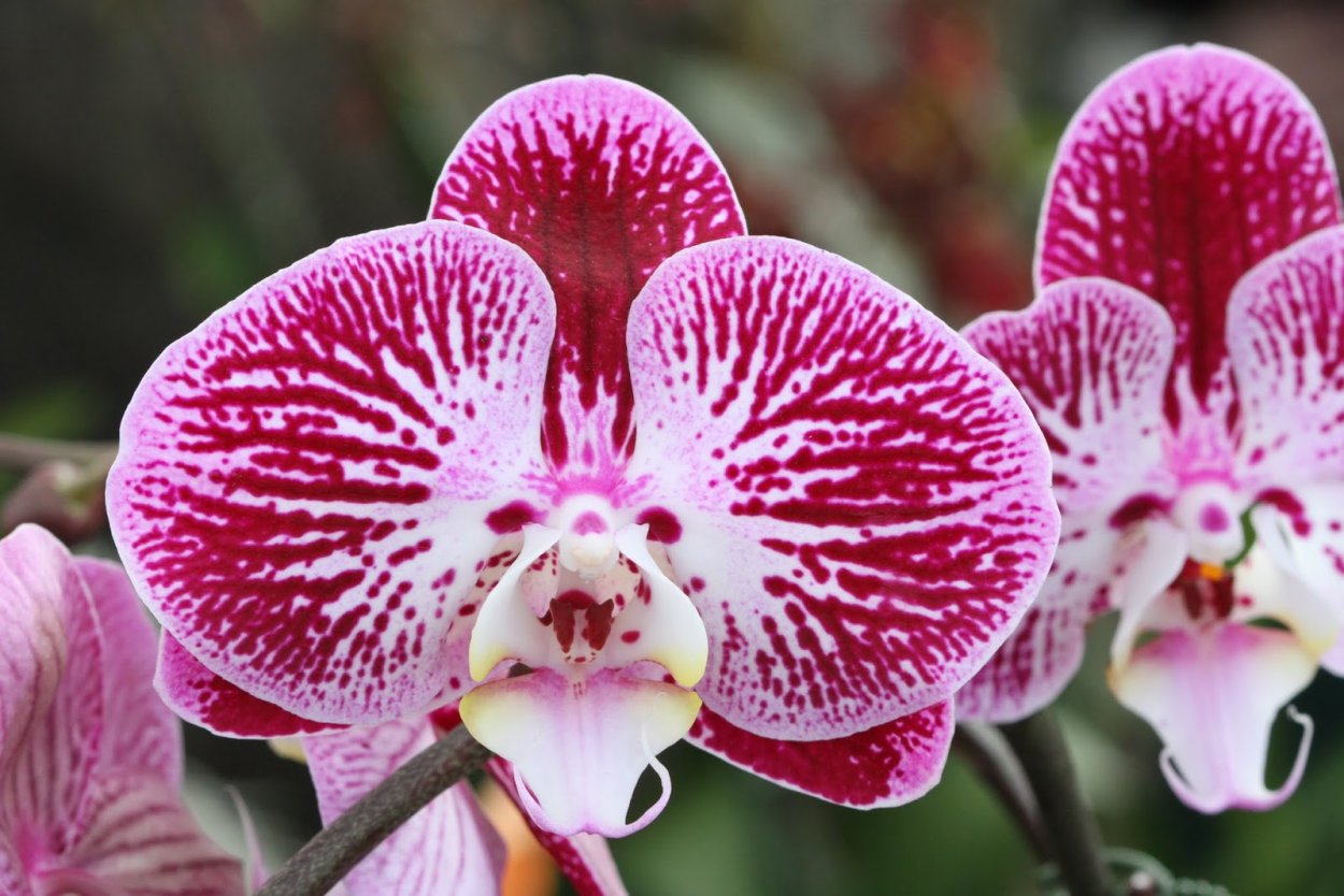 Орхидея Phalaenopsis Kellion