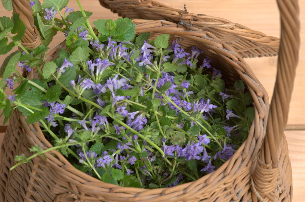 Сорняк будра плющевидная