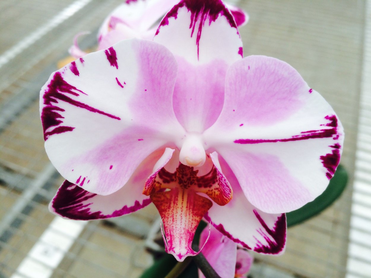 Фаленопсис далматинец