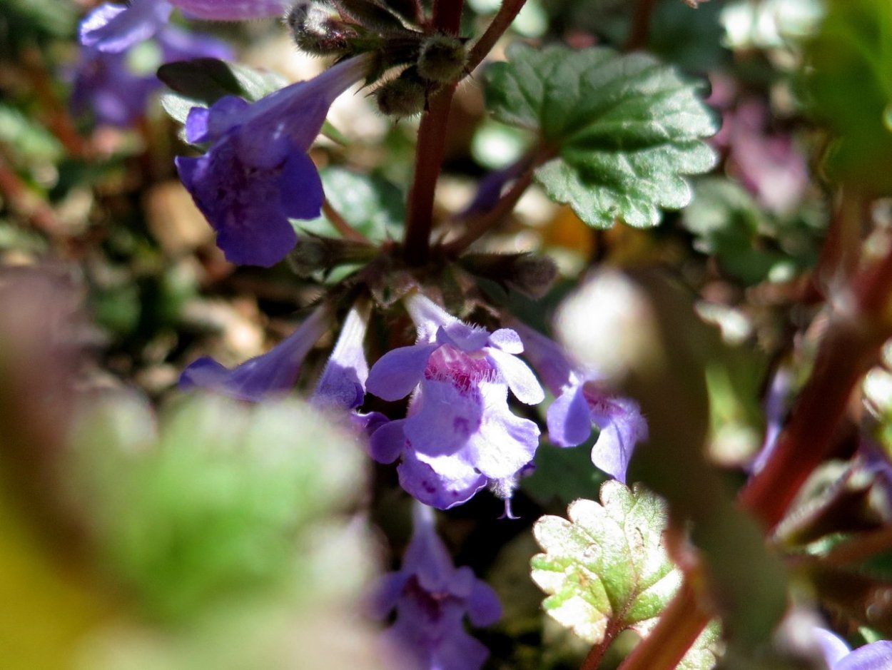 Трава сороканедужница