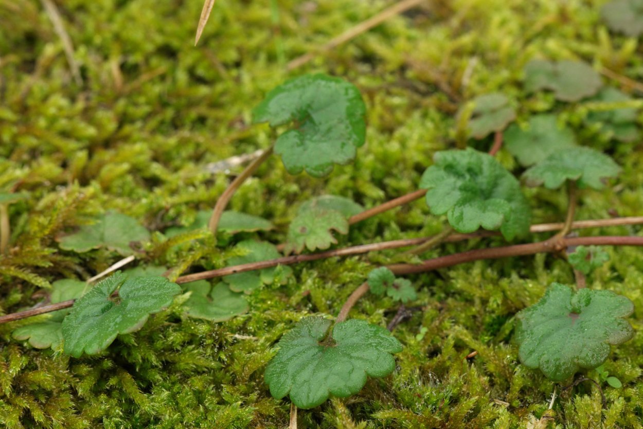 Будра волосистая