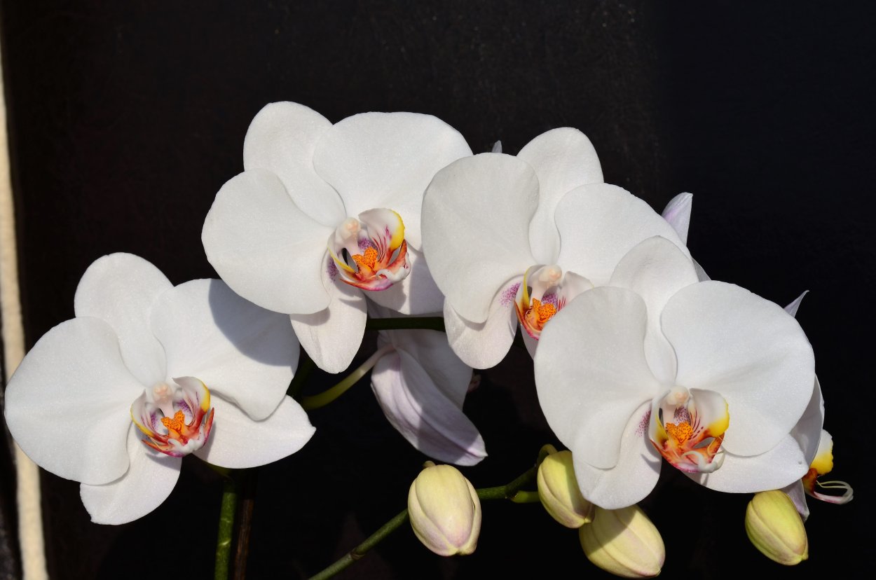 Phalaenopsis Hybrid фаленопсис