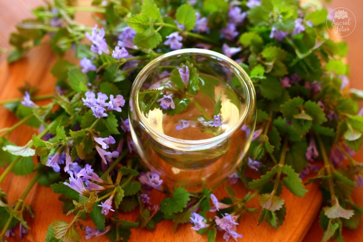 Будра плющевидная лечебные