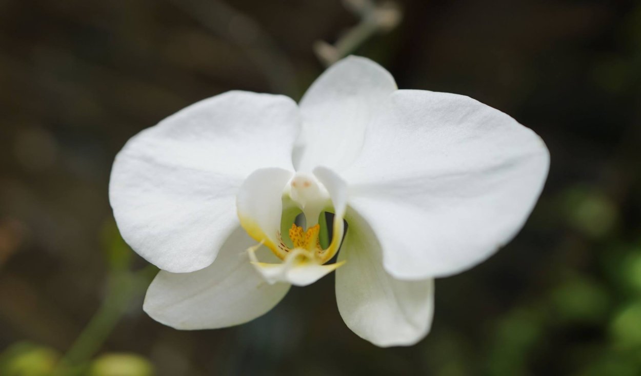 Фаленопсис kension