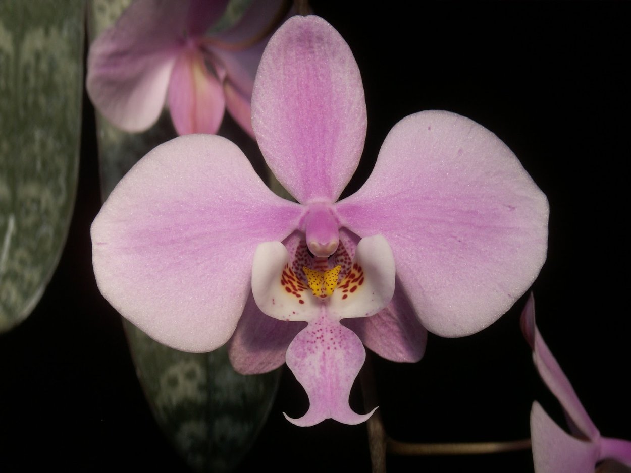 Фаленопсис (Phalaenopsis) – Орхидея