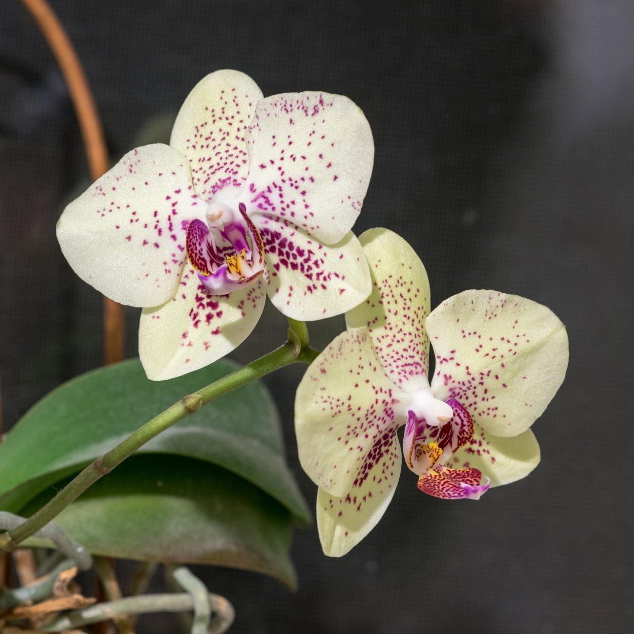 Орхидея Phalaenopsis philippinensis