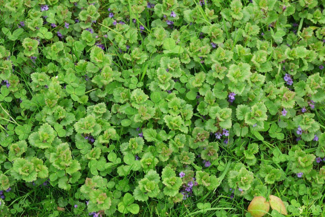 Будра плющевидная в аптеке