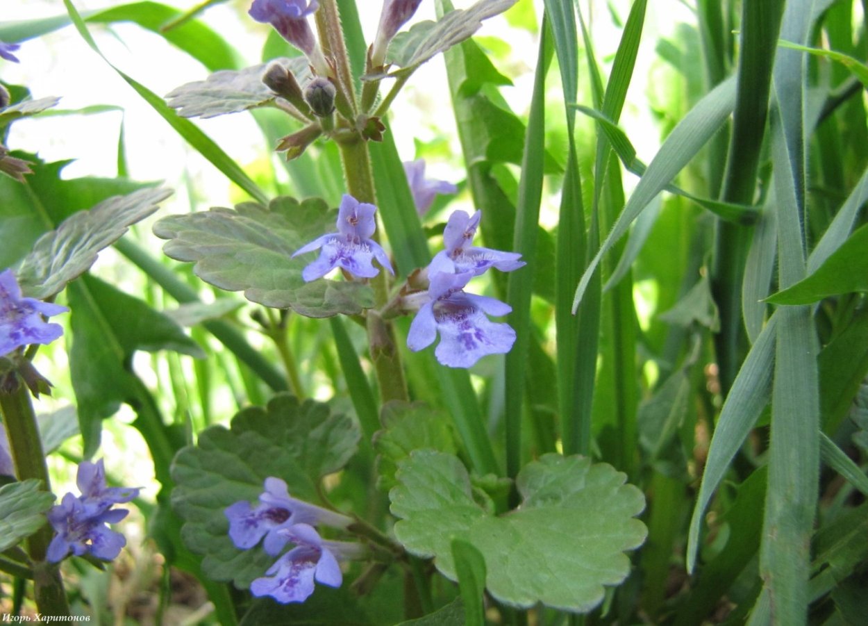 Будра Кошачья мята