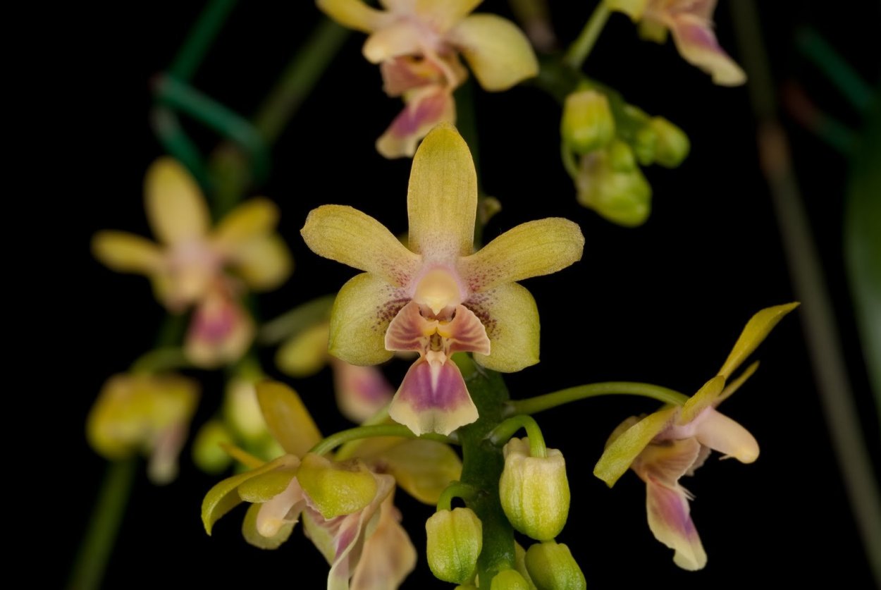 Фаленопсис Шер