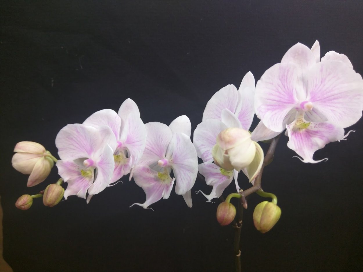 Phal. Schilleriana (Silver leaves)