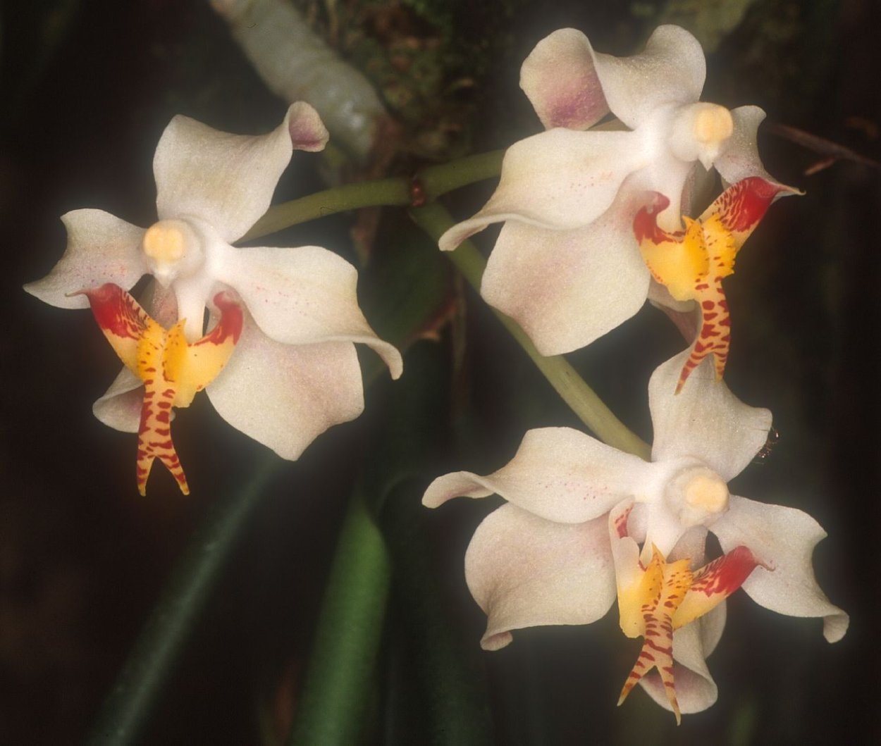 Орхидея фаленопсис Монро