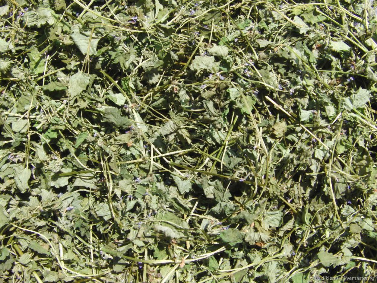 Будра почвопокровная