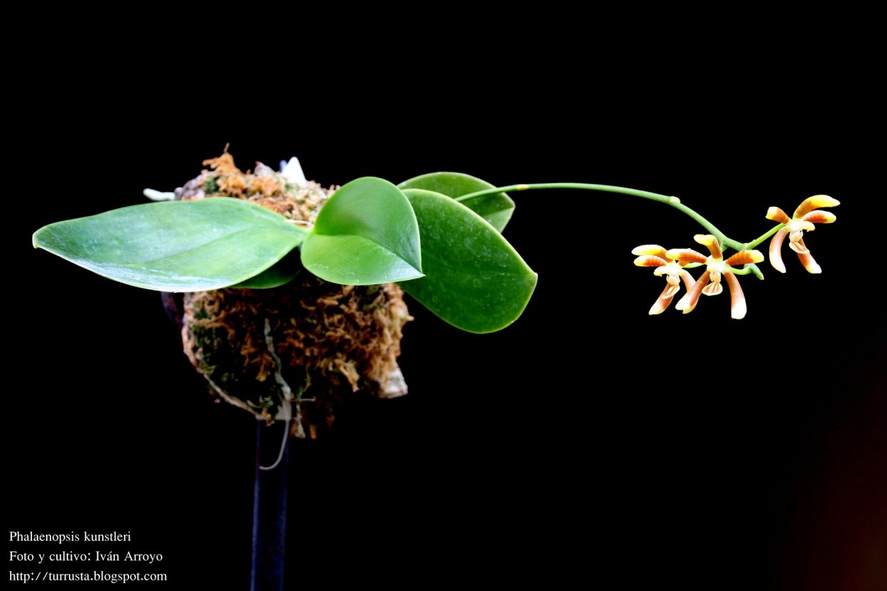 Фаленопсис donation
