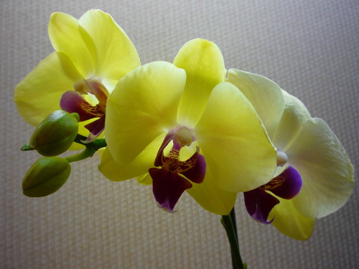 Орхидея Phalaenopsis Potter