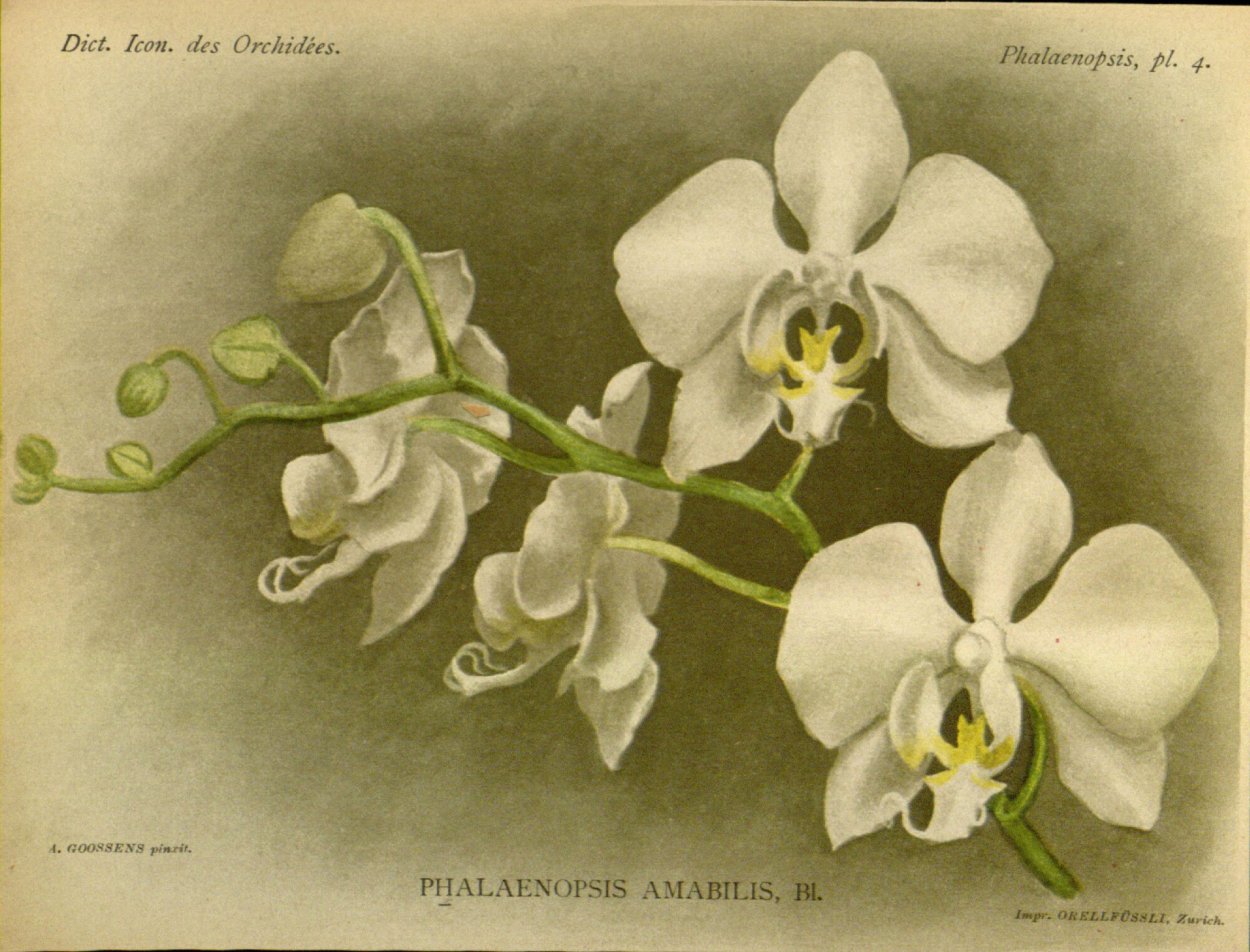 Фаленопсис Яра Брайт