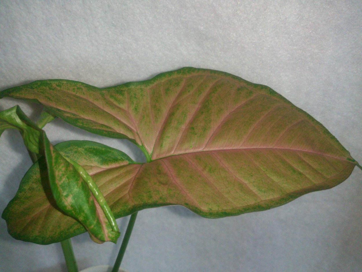 Сингониум Империал Грин