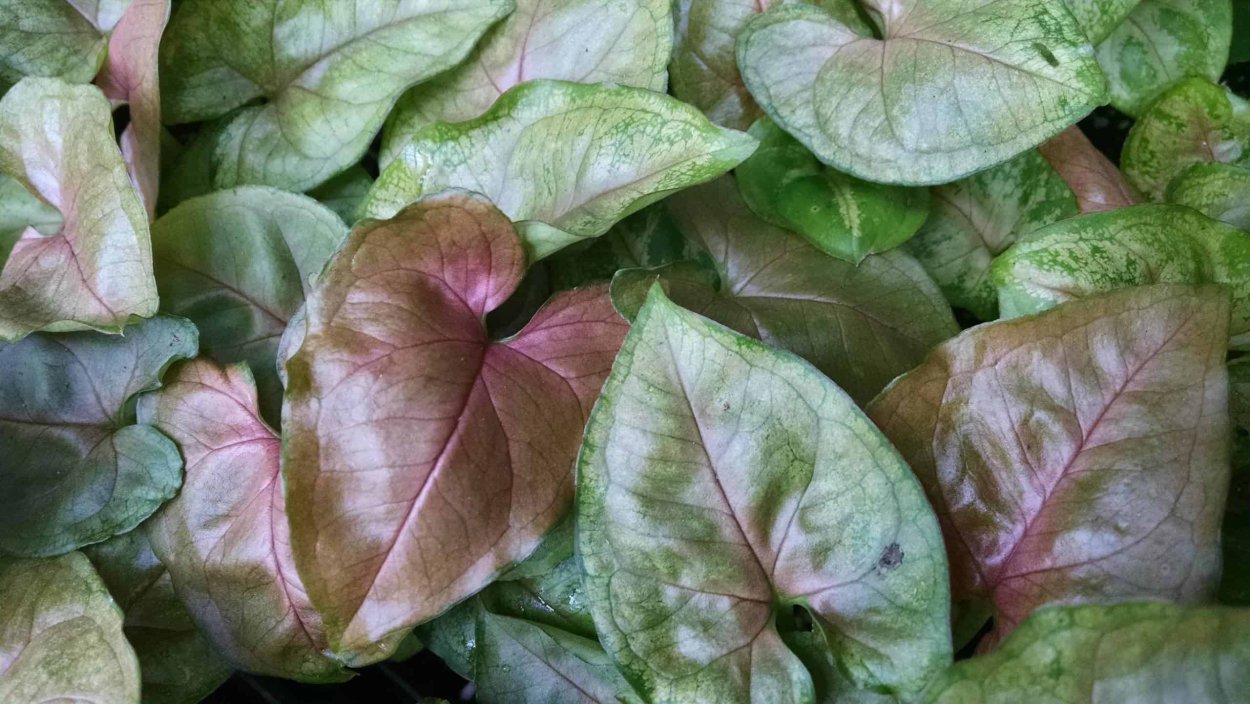 Сингониум Арроу