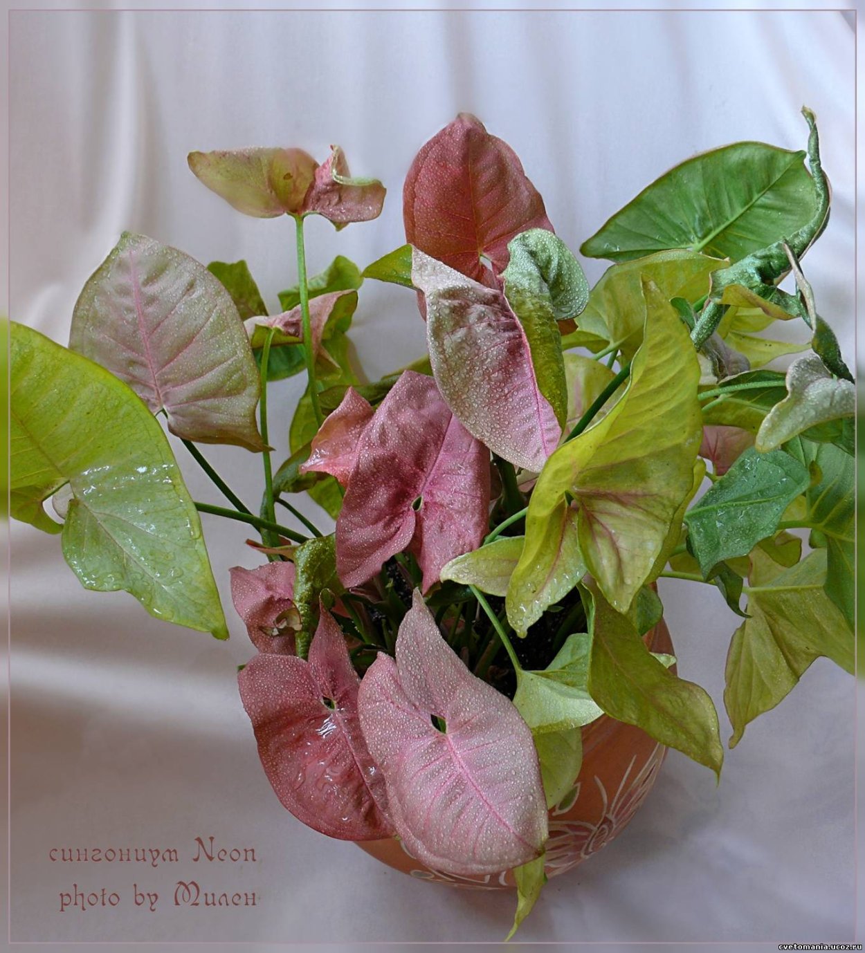 Сингониум Арон Браун