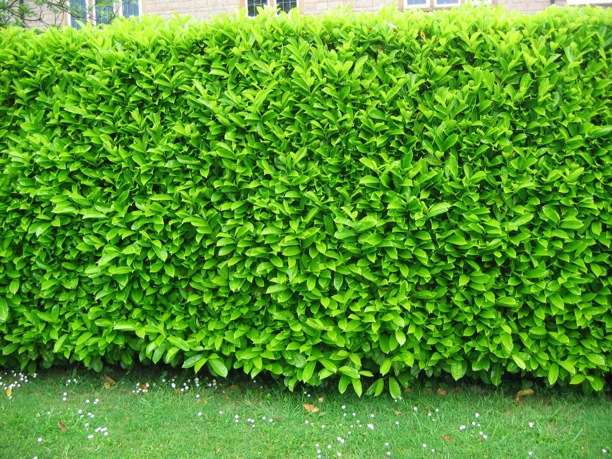 Барбарис самшитолистный изгородь