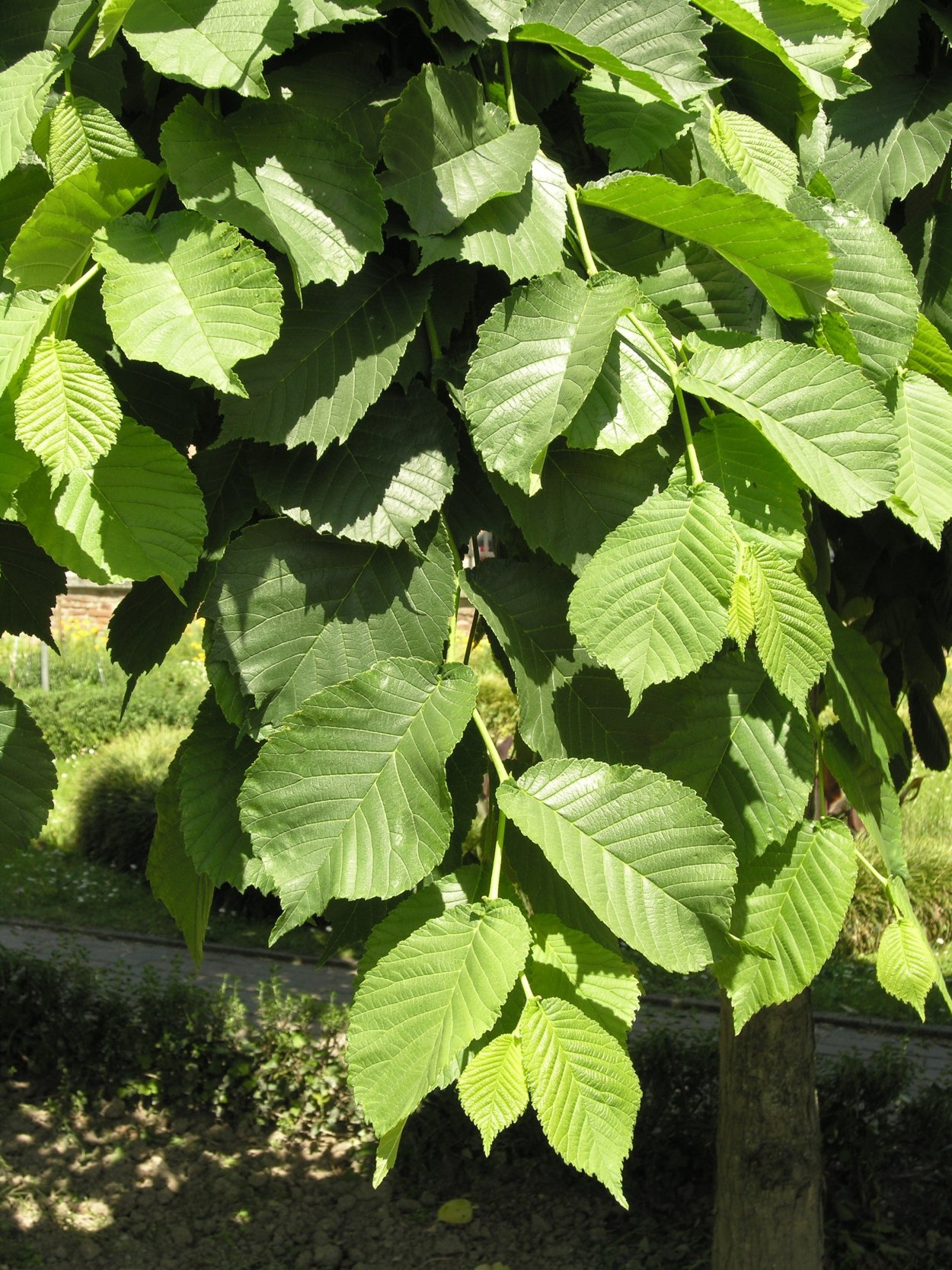 Вяз приземистый Ulmus pumila