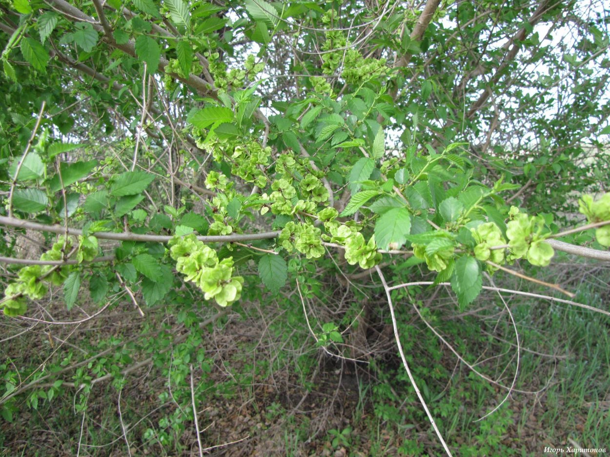 Ильм мелколистный кустарник