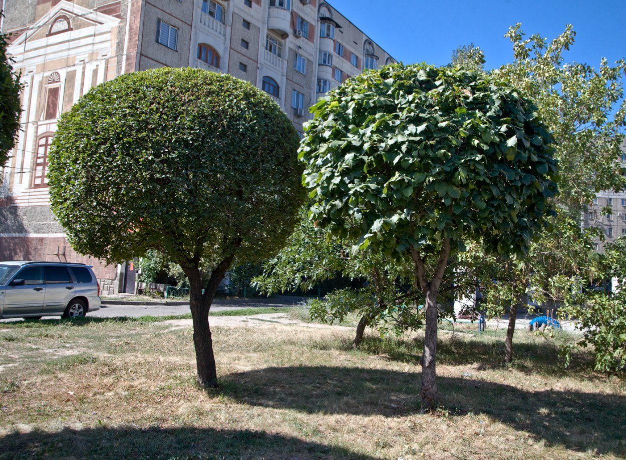 Ильм мелколистный