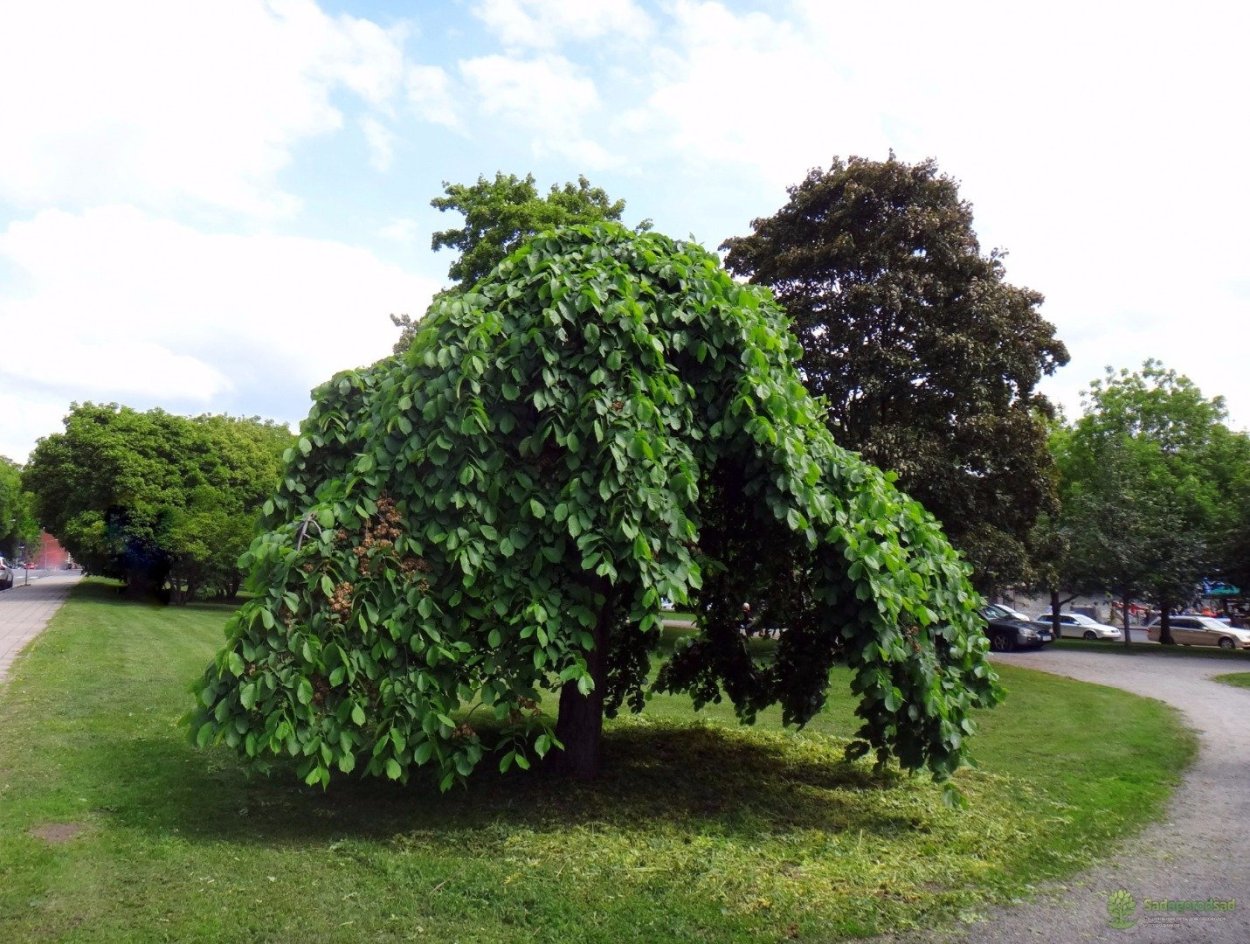 Вяз Кампердоуни