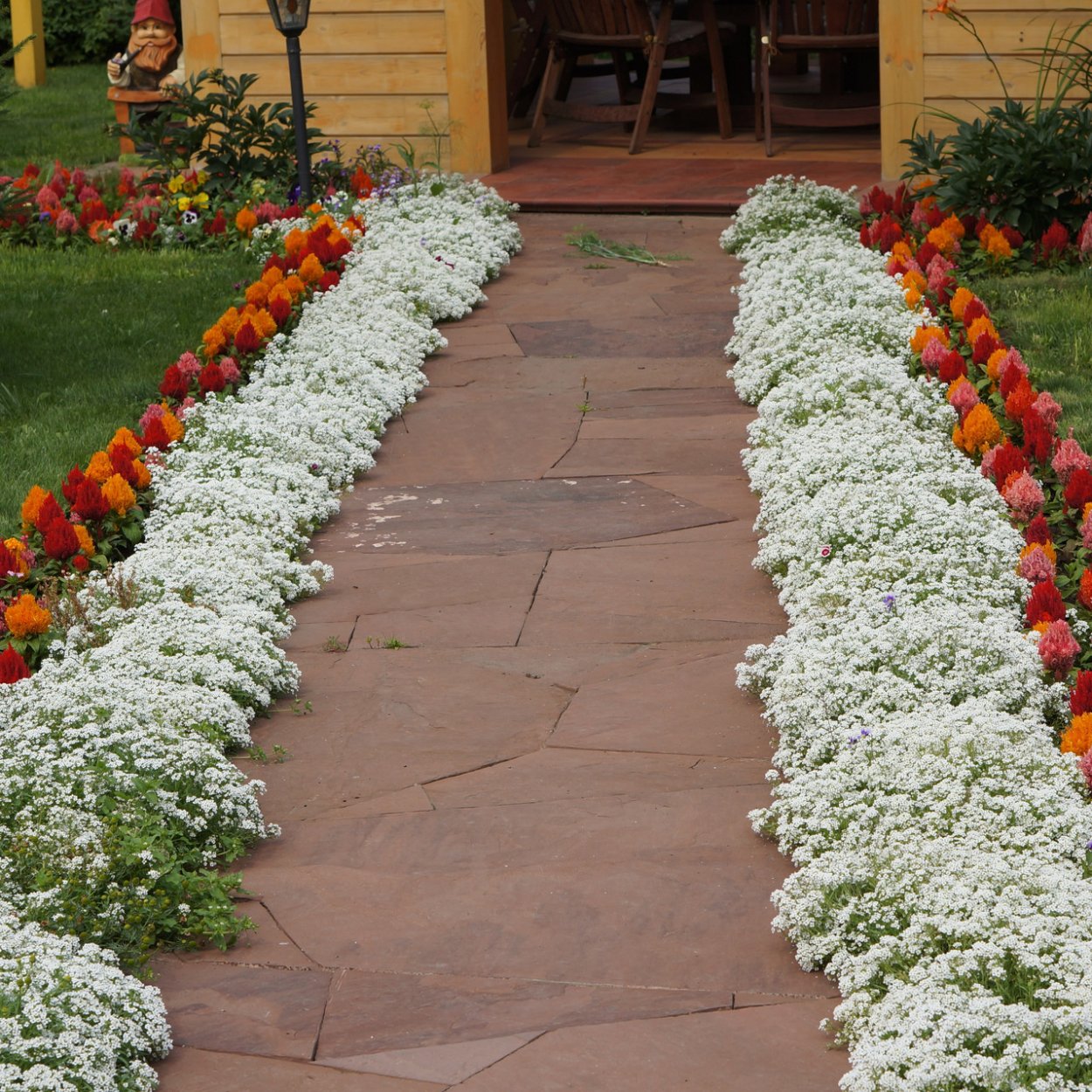 Алиссум бордюр