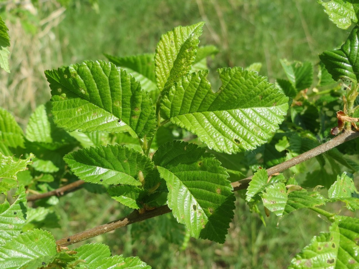 Вяз малый (Ulmus Minor)