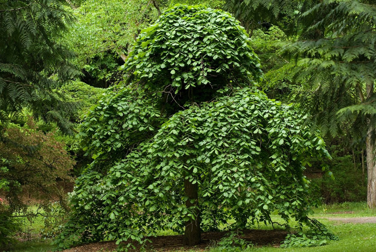 Вяз Кампердоуни