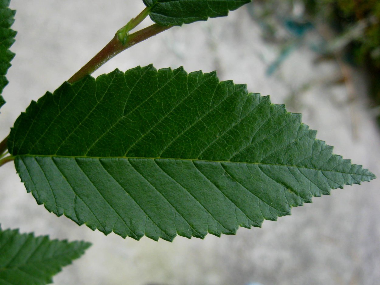 Вяз мелколистный (Ulmus pumila l.)