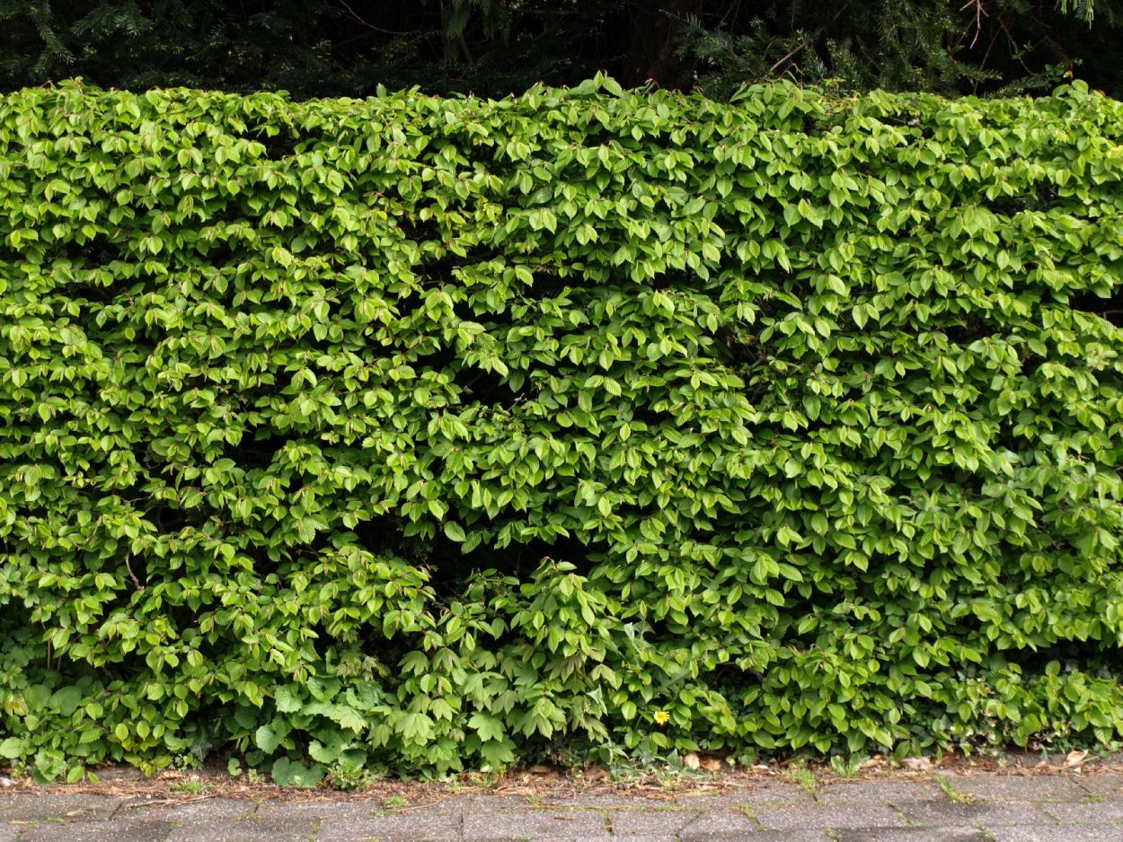 Ильм мелколистный Живая изгородь