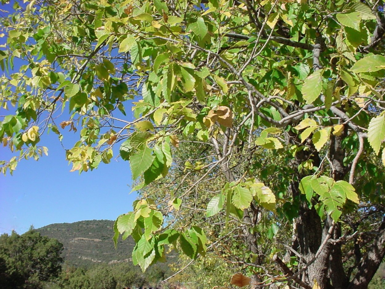 Вяз ильмовник