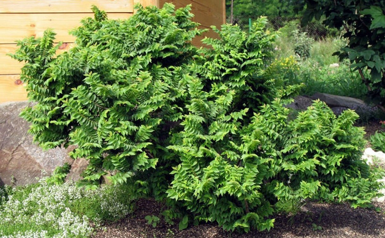 Вяз Жаклин Хиллер