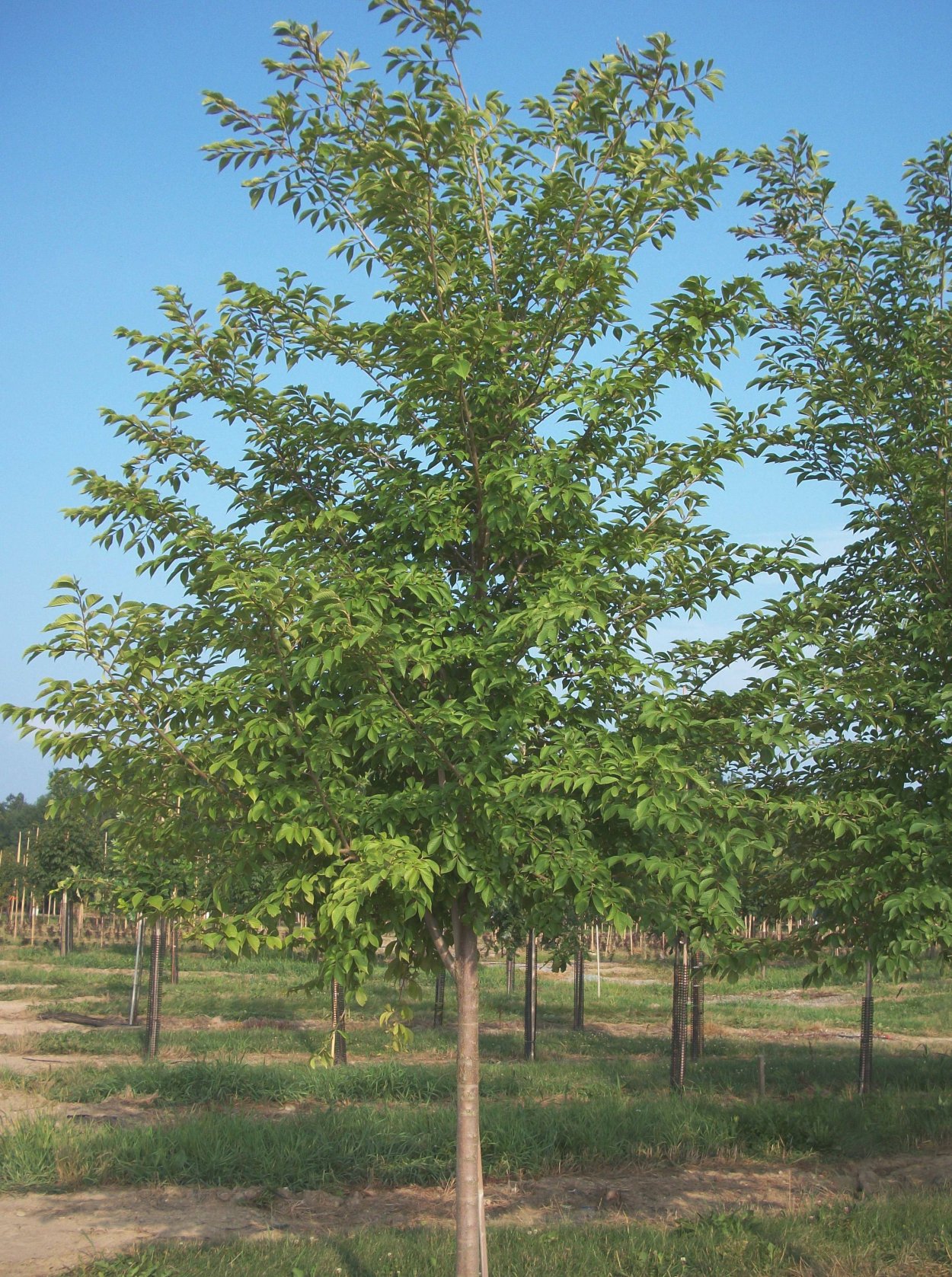 Вяз приземистый карагач