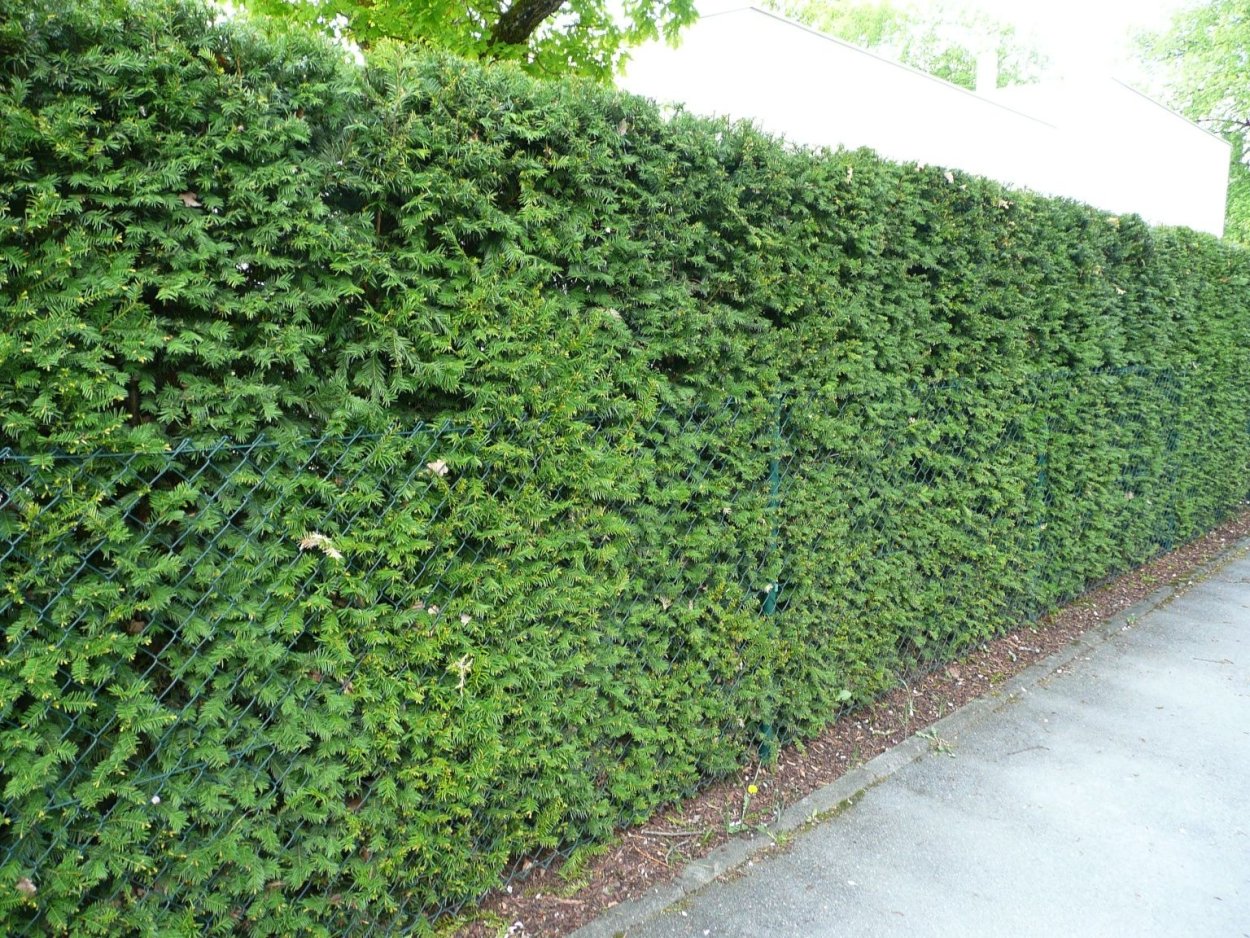 Вяз мелколистный Живая изгородь