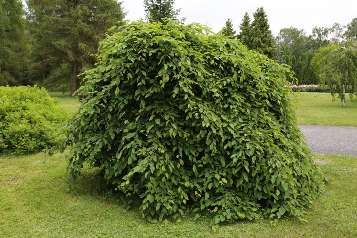 Граб обыкновенный Пендула