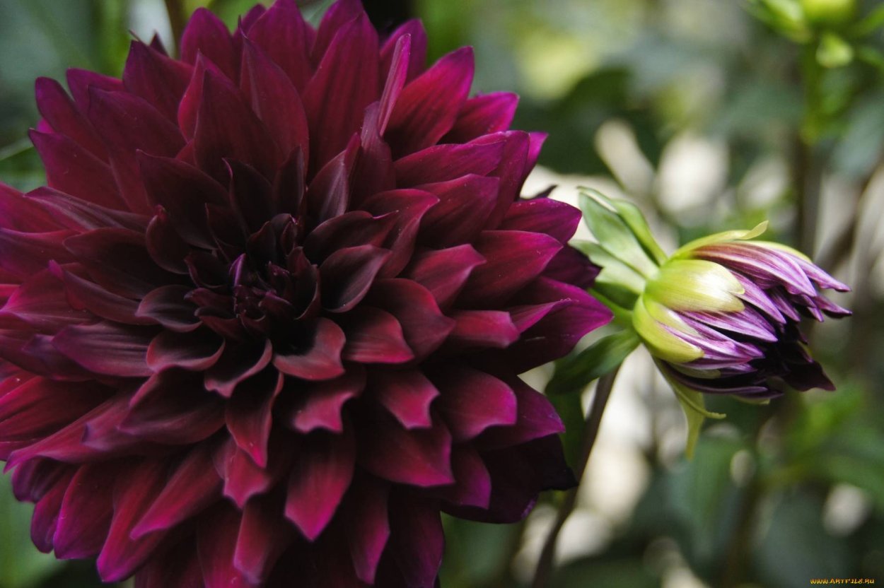 Георгина Найт Баттерфляй