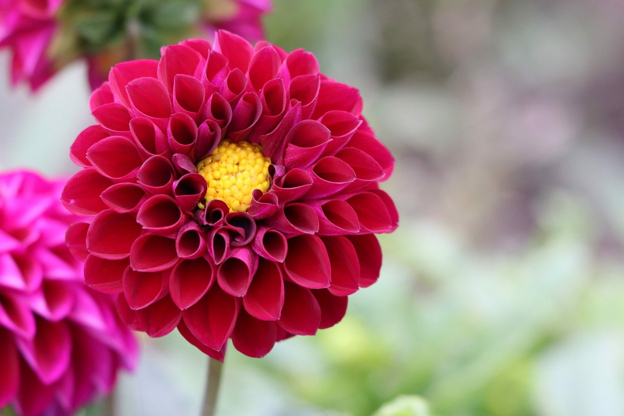 Георгина Арабиан Найт