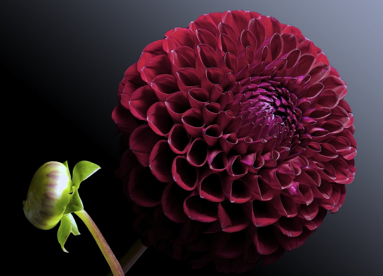 Георгин Voodoo