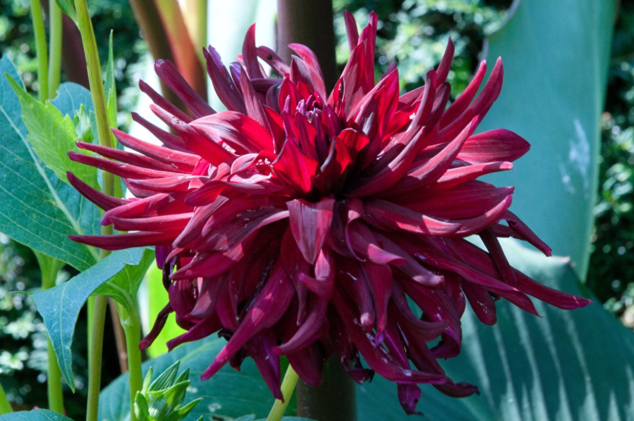 Георгин Бургундия